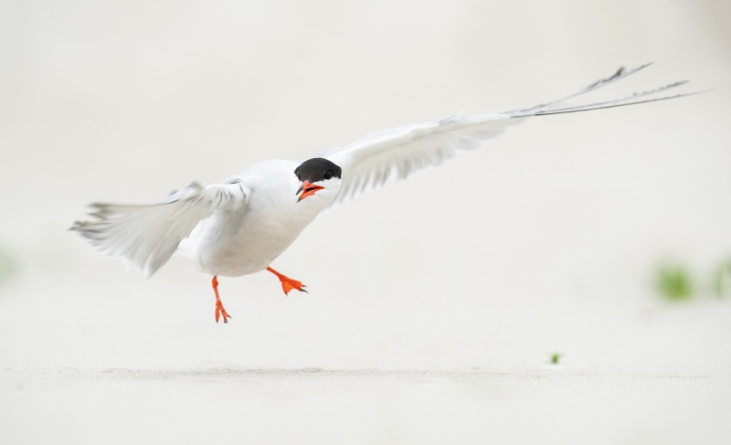 Common-Tern-t3200-aking-flight-_A1G1435-Nickerson-Beach-Park-Lido-Beach.-Long-Island-NY