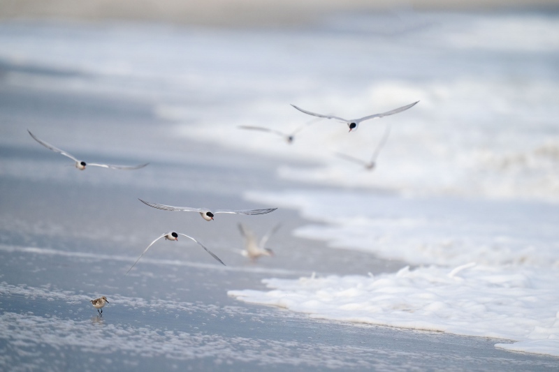 Common-Terns-3200-Sanderling-going-for-baby-Sand-mole-Crabs_A1G2295-Nickerson-Beach-Park-Lido-Beach.-Long-Island-NY