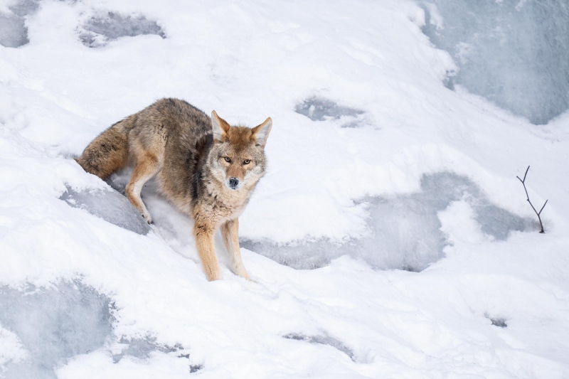 Coyote-3200-on-snowy-hillside-_A1G9979-Kachemak-Bay-AKA