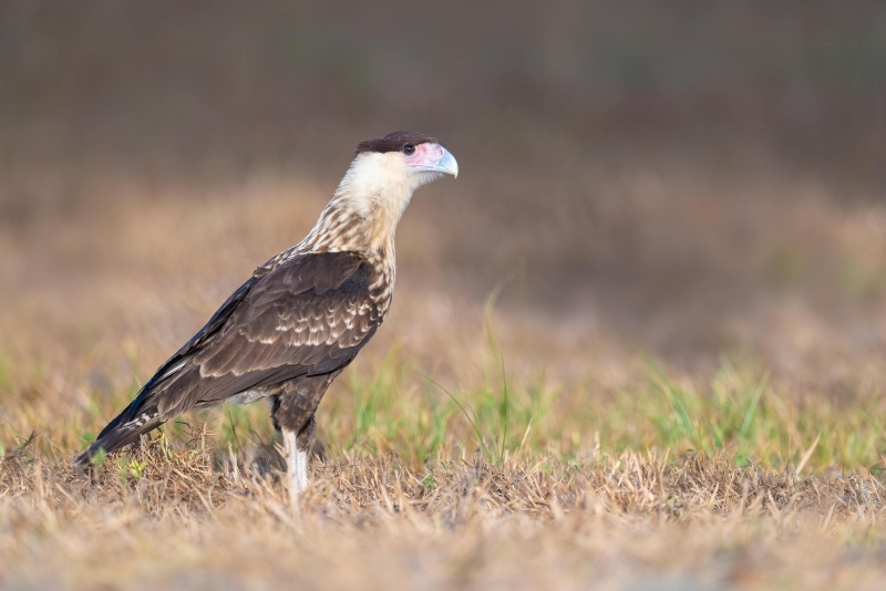 Crested-Caracara-3200-juvenile-three-days-out-of-nest-_A1G5984-Indain-Lake-Estates-FL-