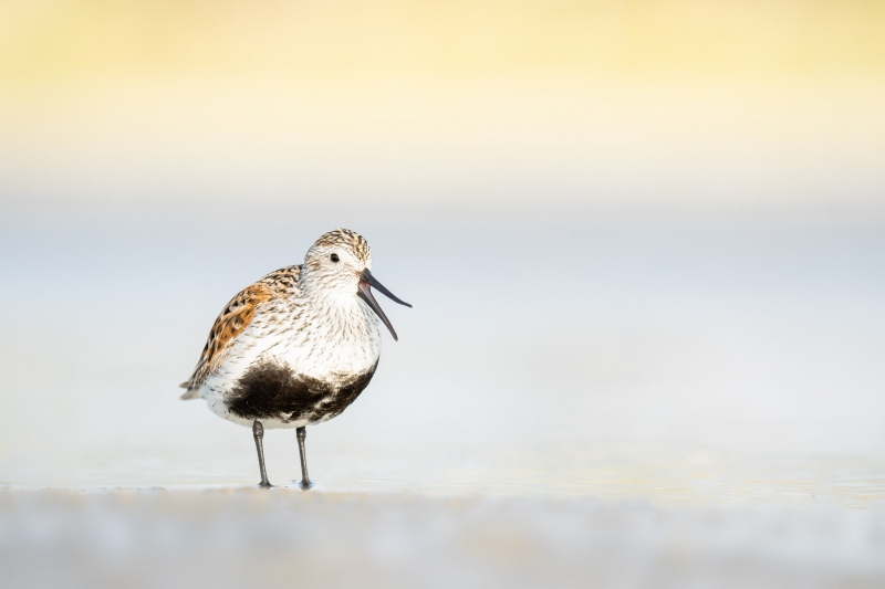 Dunlin-3200-with-open-bill-_A1G0029-Fort-DeSoto-Park-Tierra-Verde-FL