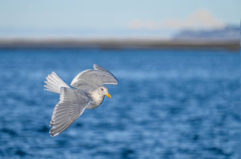 Glaucous-winged-Gull-3200-Iliamna-volcano-A1G0843-Kachemak-Bay-AK