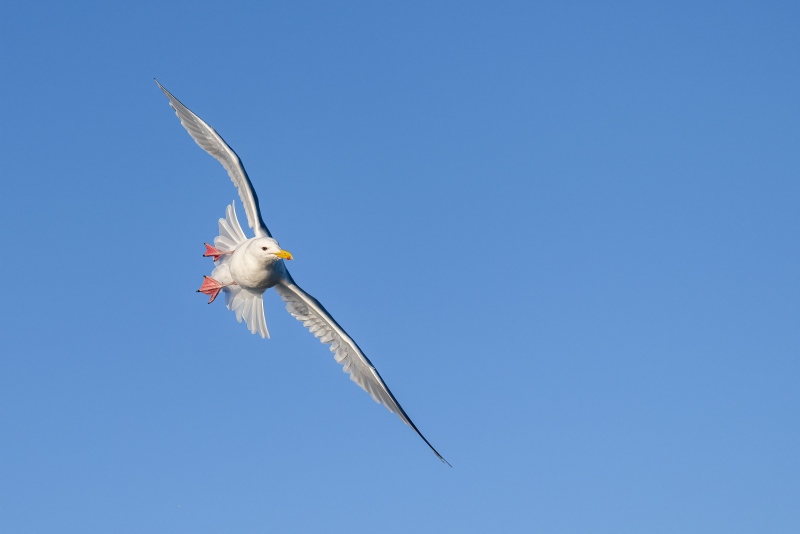 Glaucous-winged-Gull-3200-adult-turning-in-flight-_A1G0091-Kachemak-Bay-AK