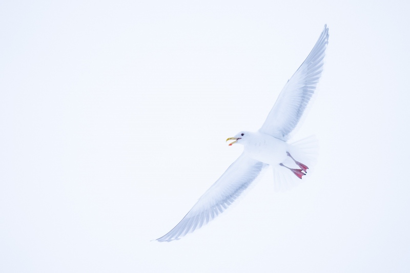Glaucous-winged-Gull-3200-calling-in-flight-_A1G1386-Kachemak-Bay-AK