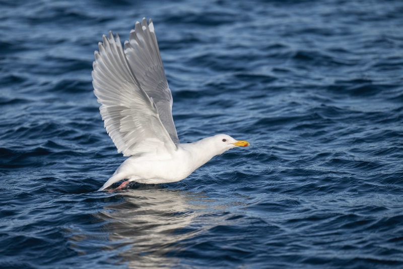 Glaucous-winged-Gull-3200-taking-flight-_A1G0423-Kachemak-Bay-AK