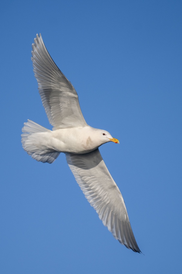 Glaucous-winged-Gull-3200-vertical-flight-_A1G0508-Kachemak-Bay-AK