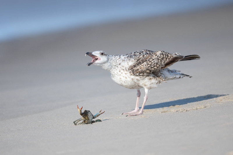 Great-Black-backed-Gull-3200-1st-summer-with-Blue-Crab-_A3A5664