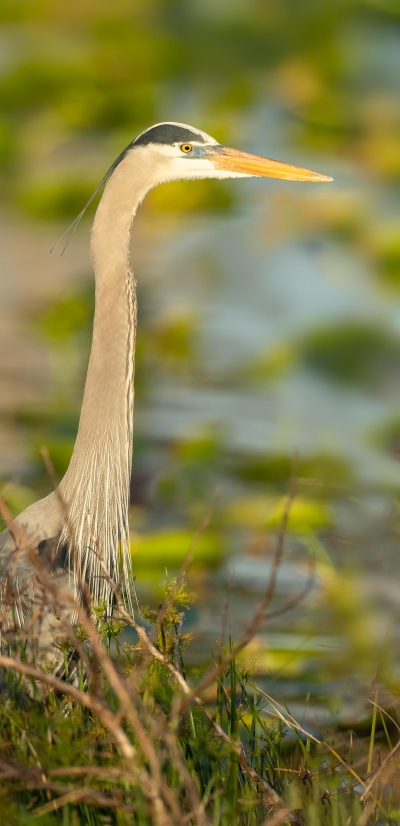 Great-Blue-Heron-A3200-pano-_A1G0639-Indian-Lake-Estates-FL