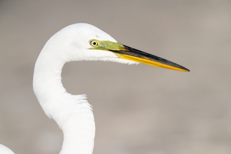 Great-Egret-3200-head-portrait-_A1G2383-Fort-DeSoto-Park-FL-