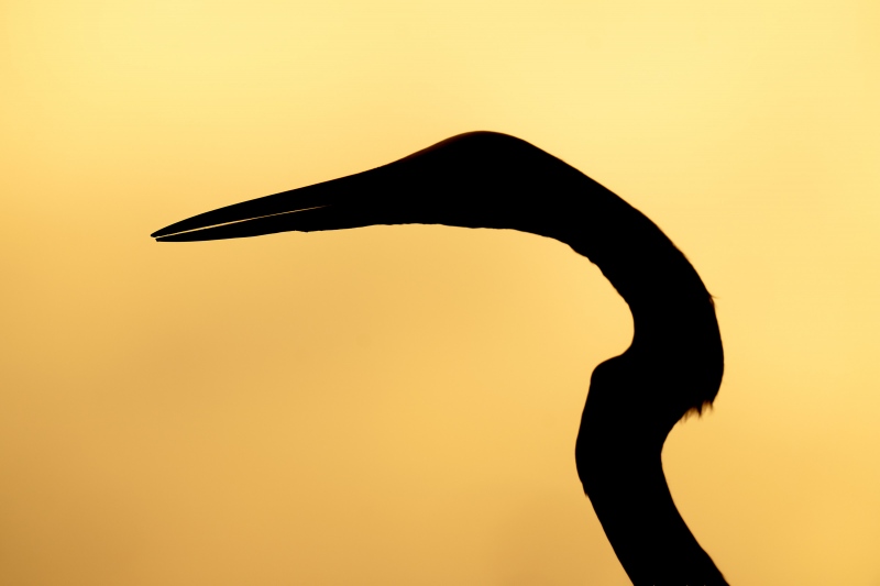 Great-Egret-3200-silhouette-_A1G2439-Fort-DeSoto-Park-FL-