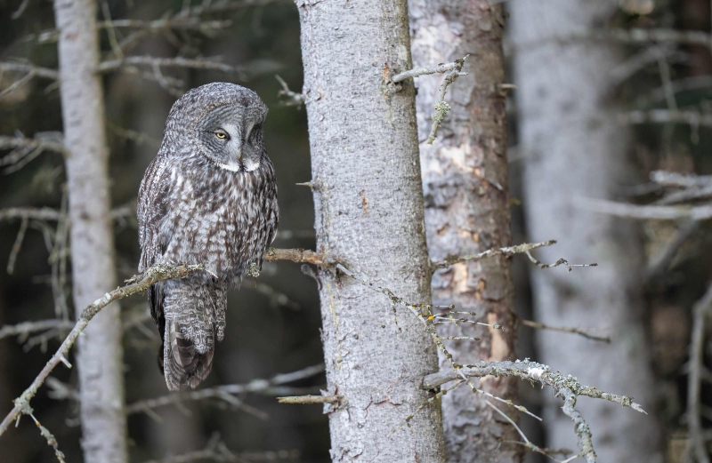 Great-Grey-Owl-3200-_A1G7063-Homer-AK