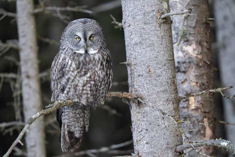 Great-Grey-Owl-3200-in-spruce-_A1G6133-Homer-AK