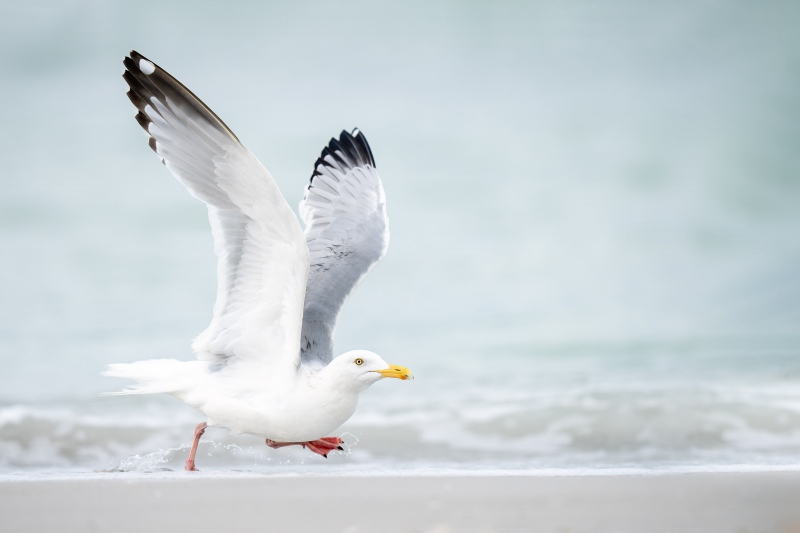 Herring-Gull-3200-taking-flight-_A1G7764Fort-DeSoto-Park-Tierra-Verde-FL-