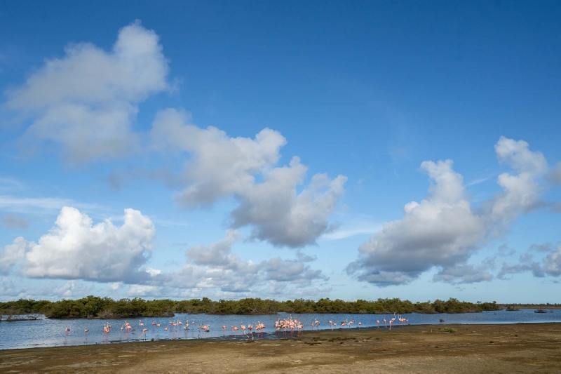 Lac-Bay-Wetlands-3200-_A1G3025-Bonaire