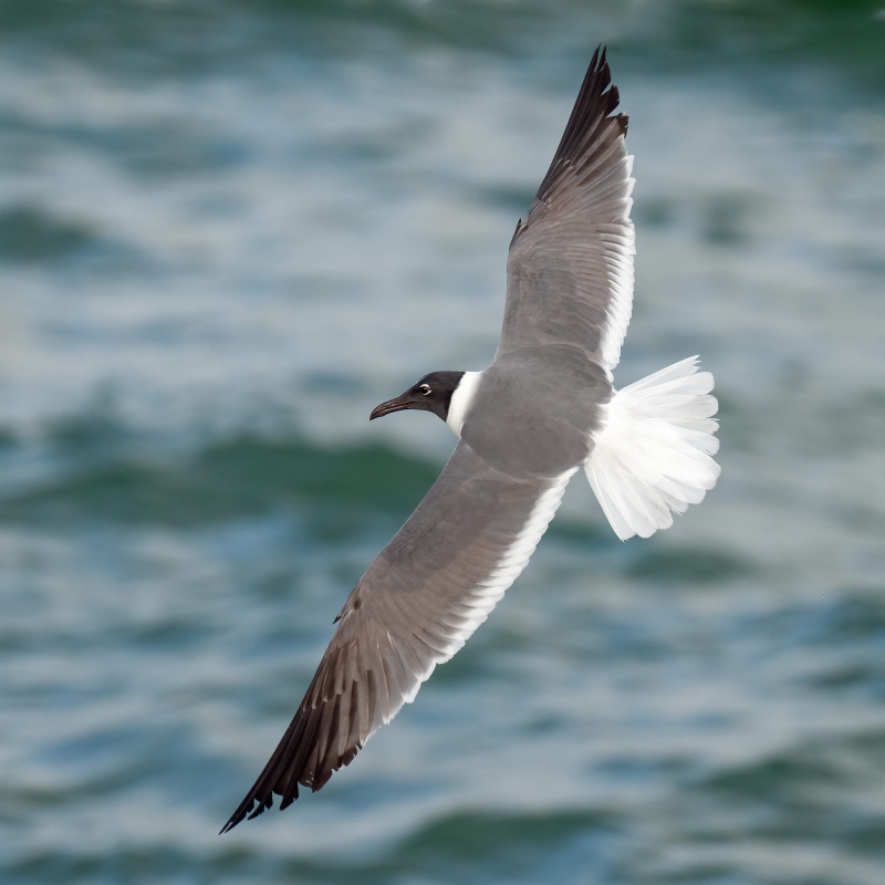 Laughing-Gull-2400-over-the-shoulder-flight-_A1G2469-Fort-DeSoto-Park-FL-