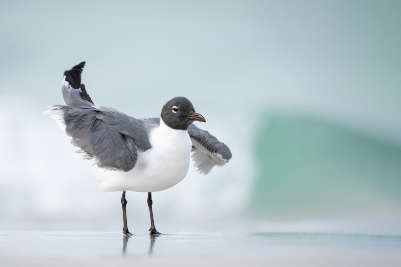 Laughing-Gull-3200-adult-ruffling-_A1G7704Fort-DeSoto-Park-Tierra-Verde-FL-