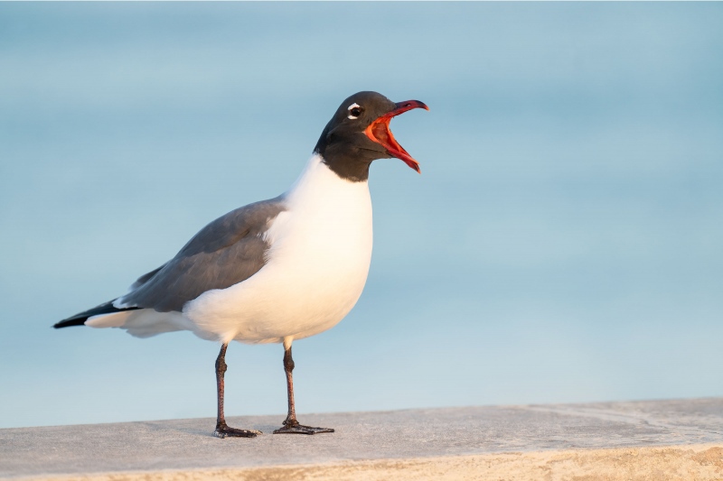 Laughing-Gull-3200-breeding-plumage-calling-_A1G4959-Fort-DeSoto-Park-FL-