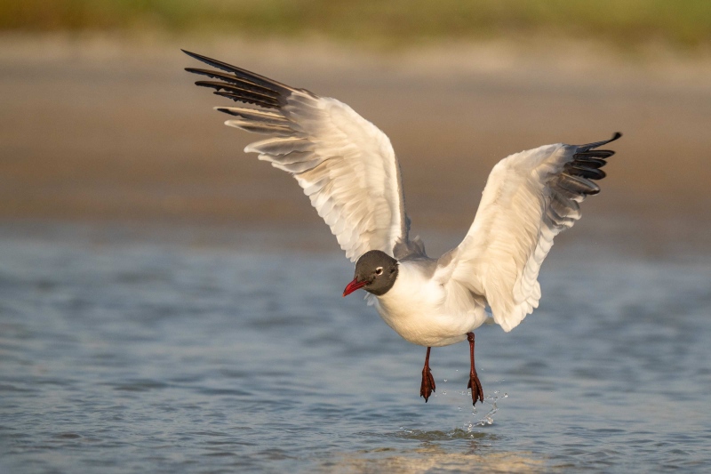 Laughing-Gull-adult-flapping-after-bath-_A1G1336-Fort-DeSoto-Park-Tierra-Verde-FL