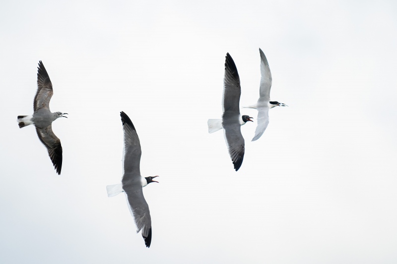 Laughing-Gulls-3200-chasing-Sandwich-Tern-with-baitfish-_A1G2618-Fort-DeSoto-Park-FL-