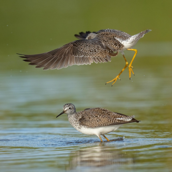 Lesser-Yellowlegs-3200-squabble-_A1G3865-Bonaire