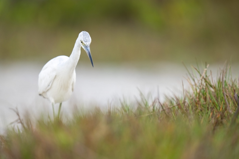 Little-Blue-Heron-3200-juvenile-hunting-_A1G0994-Fort-DeSoto-Park-FL-