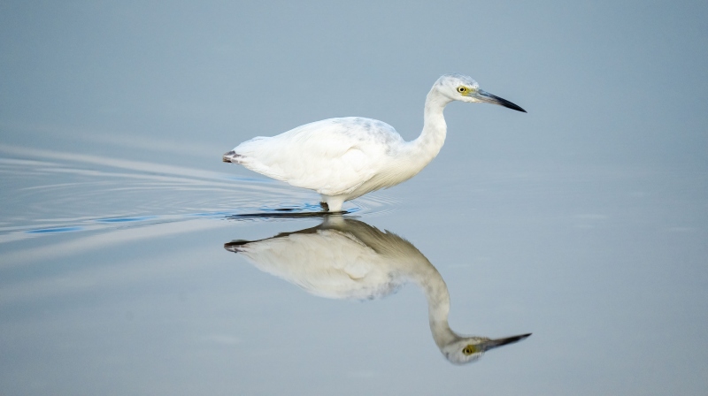 Little-Blue-Heron-3200-juvenile-hunting-with-wake-_A1G1771-Fort-DeSoto-Park-FL-