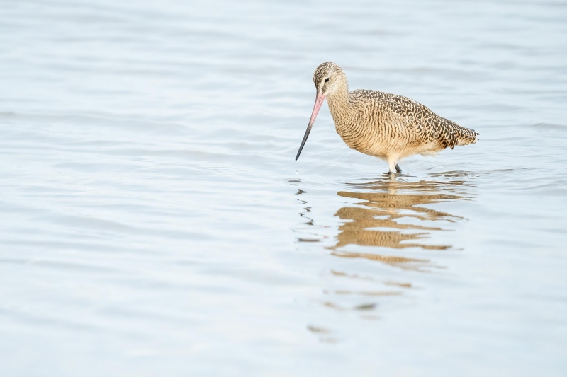 Marbled-Godwit-3200-Bob-Handin-_A1G1918-Fort-DeSoto-Park-FL-