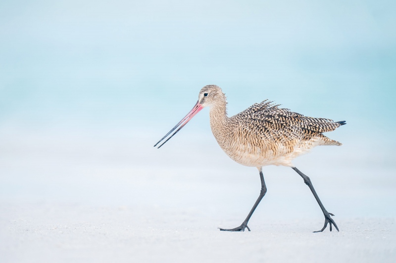 Marbled-Godwit-3200-on-sand-flat-_A1G0826-Fort-DeSoto-Park-Tierra-Verde-FL-