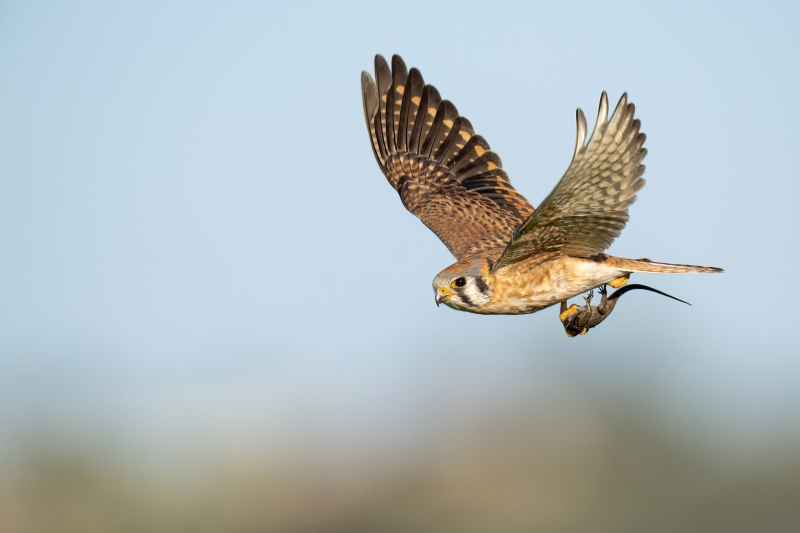 Markus-Kestrel-20230124-Kestrel-Lizard-Flight