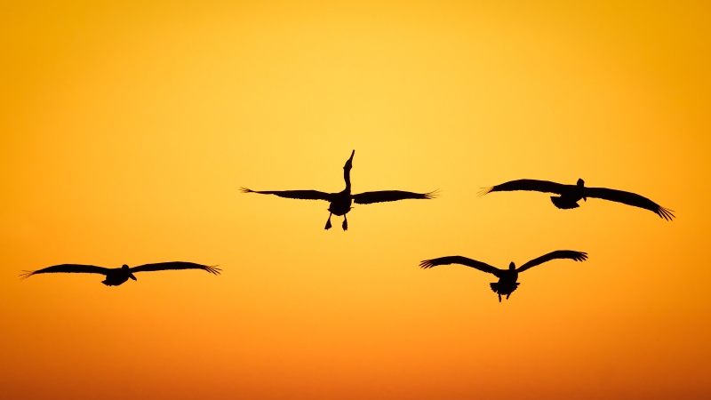 Markus-sunset20230122-Pelican-Group-Headthrow-Sunset