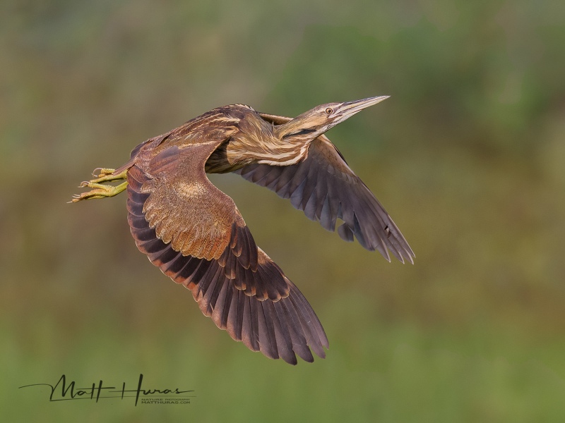 American Bittern (Botaurus lentiginosus) Dickey Lake