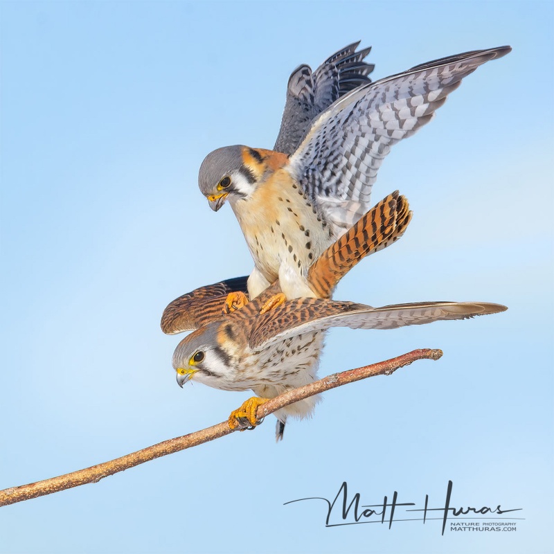 American Kestrel