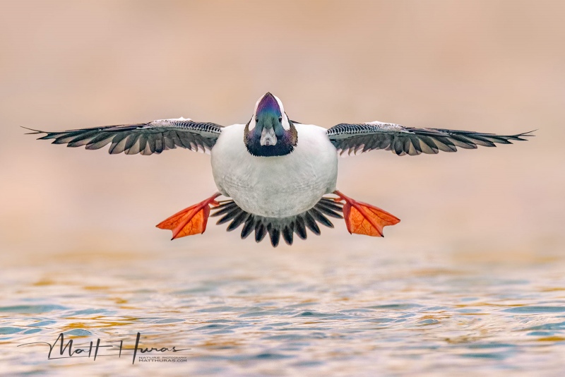 Bufflehead Duck (Bucephala albeola) Toronto