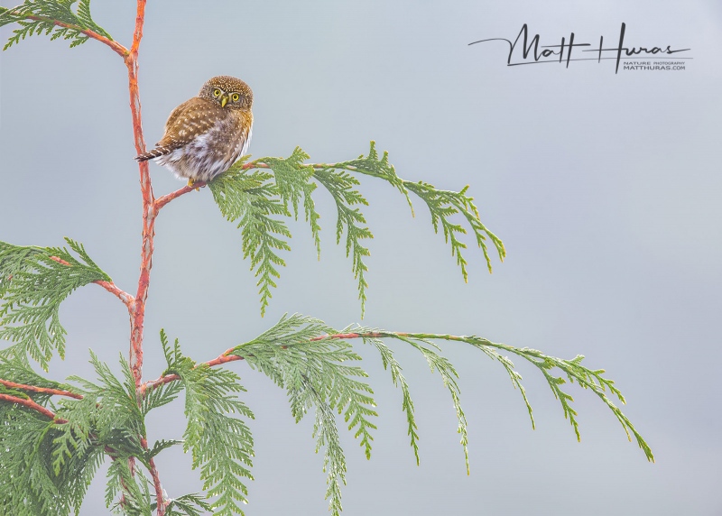 Northern Pigmy Owl (Glaucidium californicum) Vancouver