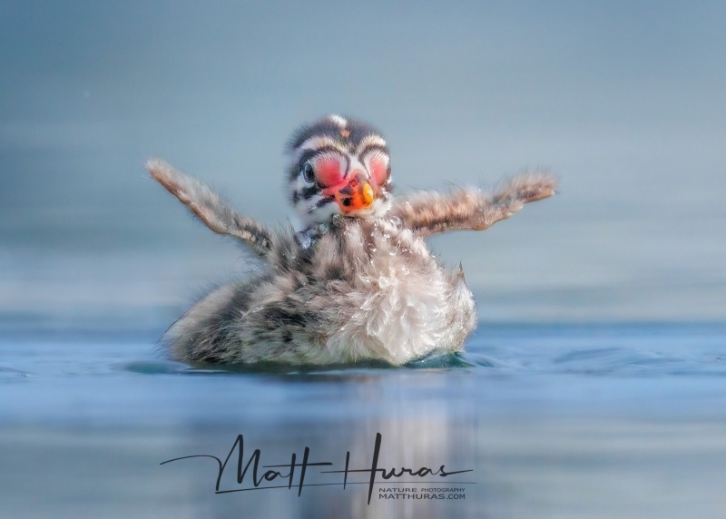 Red-necked Grebe (Podiceps grisegena) Toronto Ontario