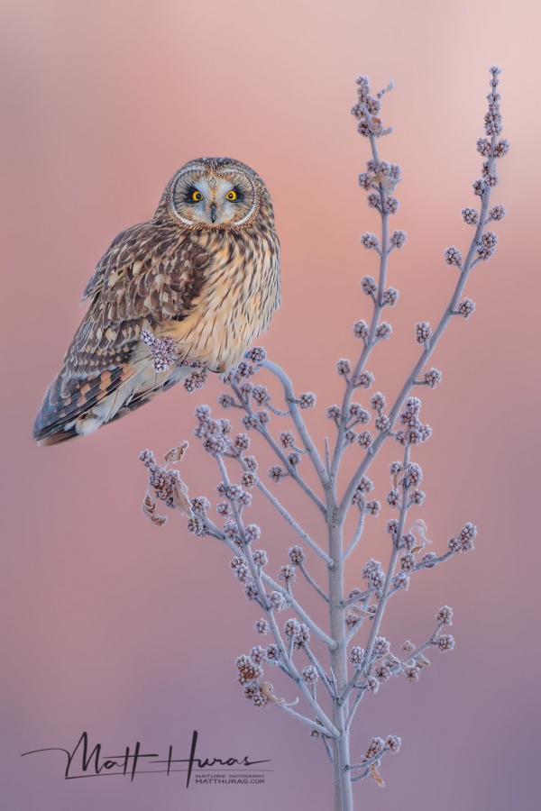 Short-eared Owl (Asio flammeus)