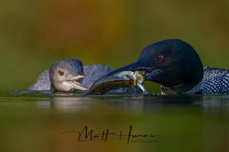 Common Loon (Gavia immer) Lake of Islands