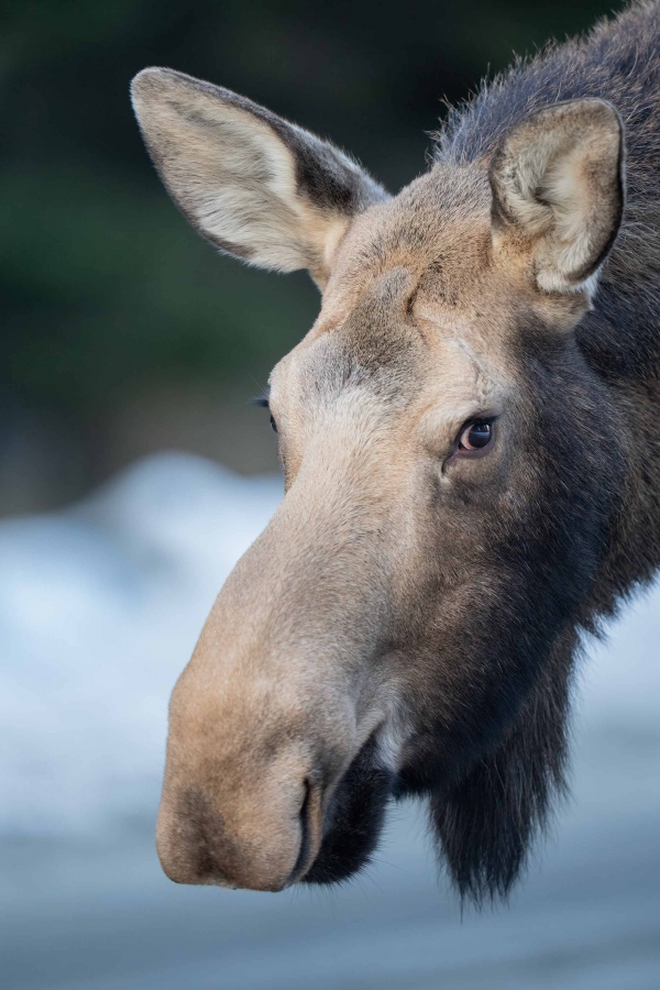 Moose-3200-female-head-portrait-_A1G5170-Kachemak-Bay-AK