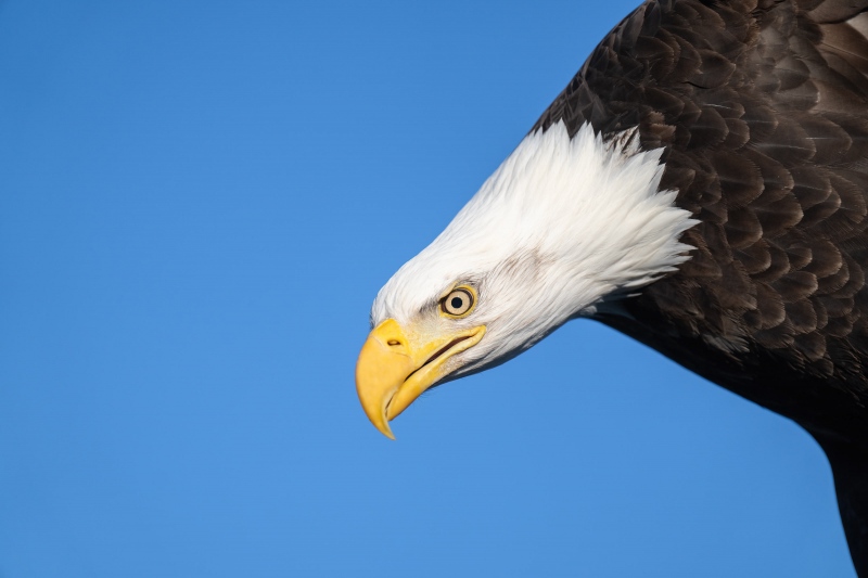 NO-EXIF-Bald-Eagle-head-fliight-shot-_A1G0475-Kachemak-Bay-AK