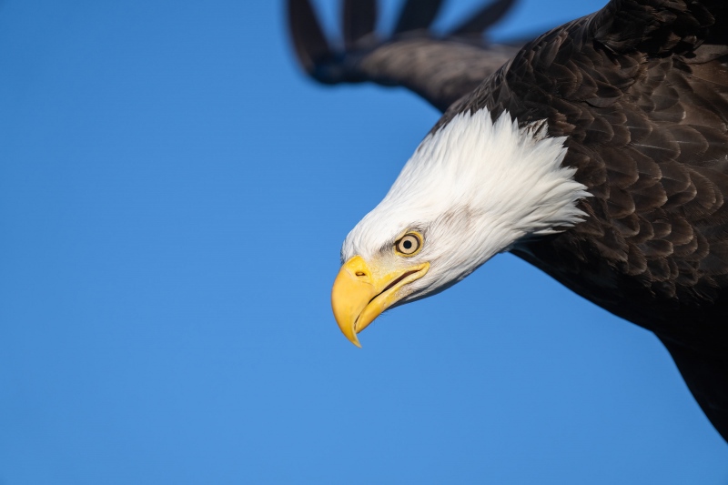 NO-EXIF-Bald-Eagle-in-flight-head-shot-_A1G0467-Kachemak-Bay-AK-Recovered