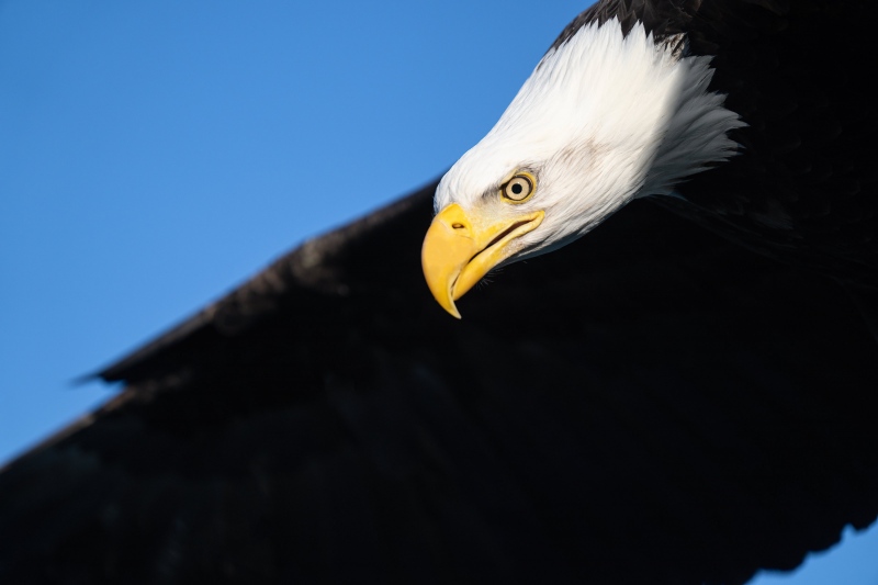 NO-EXIF-Bald-Eagle-tight-flight-_A1G0470-Kachemak-Bay-AK