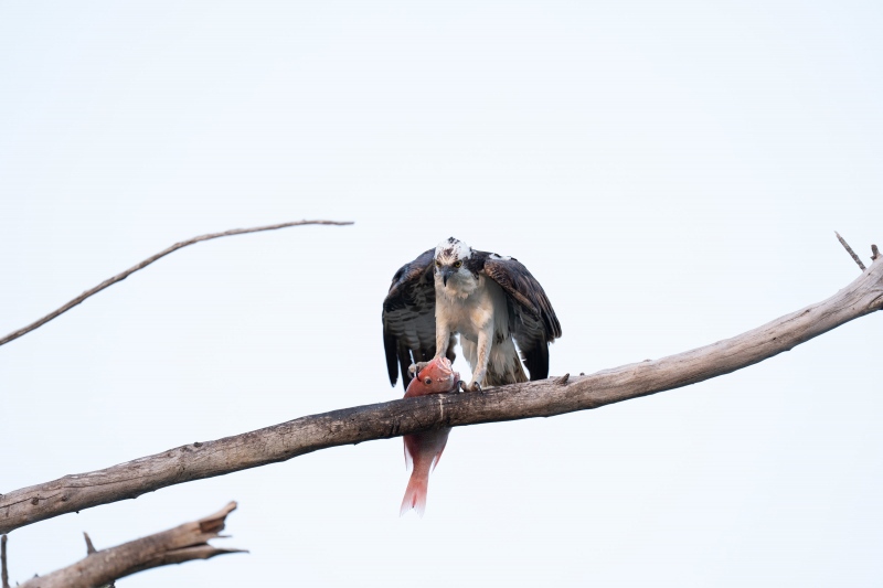 Osprey-ORIG-3200-_A1G5848-Fort-DeSoto-Park-Tierra-Verde-FL-2