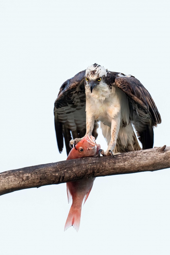 Osprey-with-Red-Snapper-vertical_A1G5848-Fort-DeSoto-Park-Tierra-Verde-FL