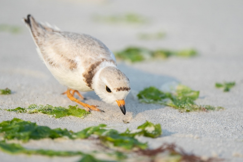 Pipiing-Plover-3200-female-with-capturing-dead-fly-_A1G5216-Nickerson-Beach-Park-Lido-Beach.-Long-Island-NY