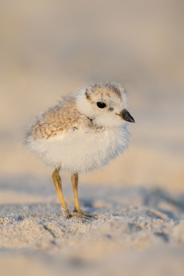 Piping-Plover-3200-VERT-chick-_A1G2050-Nickerson-Beach-Park-Lido-Beach.-Long-Island-NY