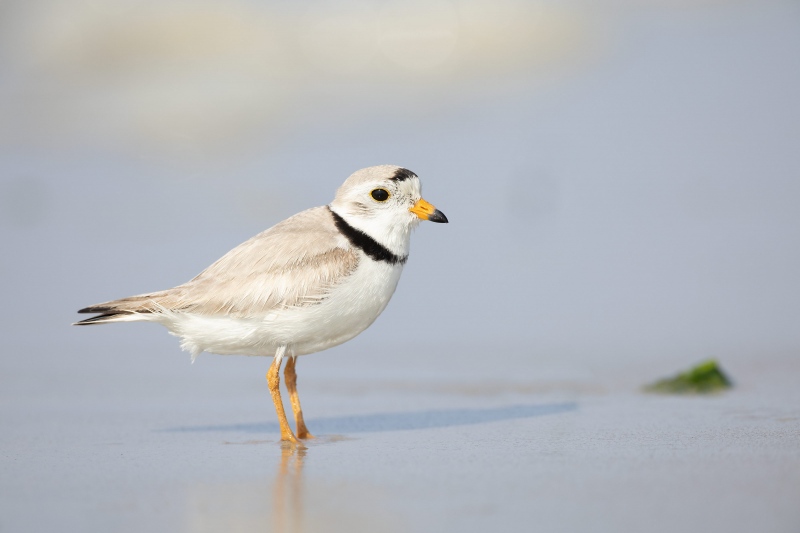 Pipipng-Plover-3200-male-on-clean-sand-beach-_A3A7172