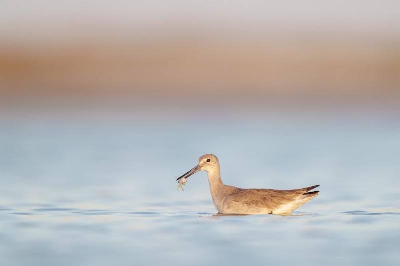 Pugs-willet