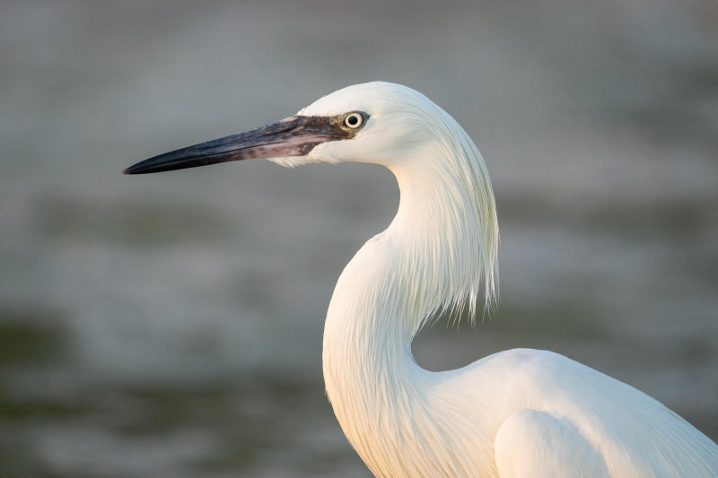 Reddish-Egret-3200-white-morph-_A1G2071-Fort-DeSoto-Park-Tierra-Verde-FL