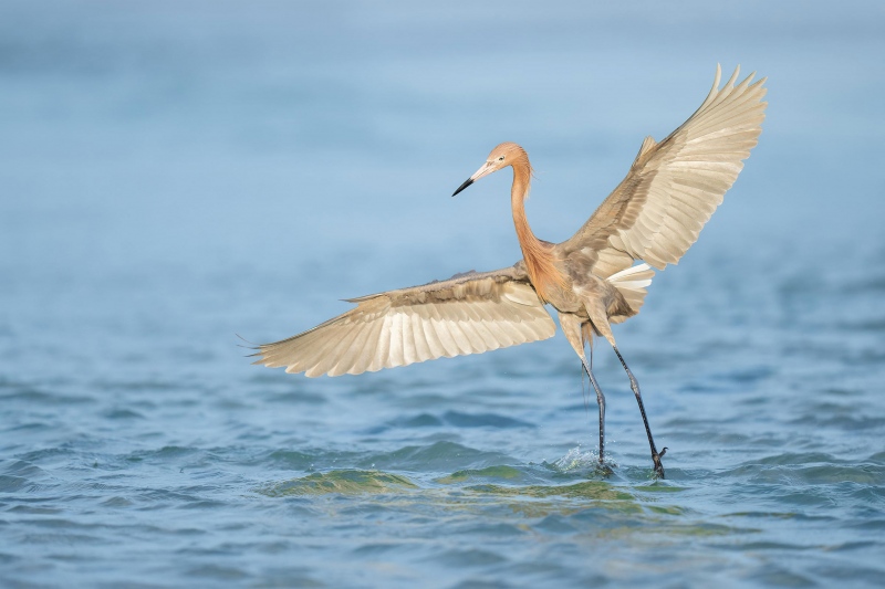 Reddish-Egret-VII-3200-landing-_A1G2083-Fort-DeSoto-Park-Tierra-Verde-FL-