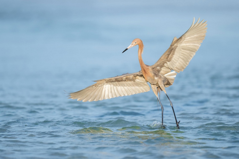 Reddish-Egret-VII-3200-landing-_A1G2083-Fort-DeSoto-Park-Tierra-Verde-FL-